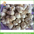 Meilleur qualité et bon prix en gros Jinxiang China Fresh White White White Bag Bag en carton